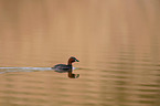 dabchick