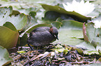 Little Grebe clutch