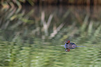 dabchick