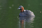 dabchick