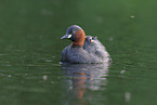 dabchick