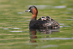 dabchick