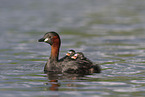 dabchick