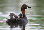 dabchick