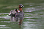 dabchick