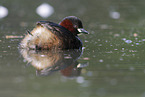 dabchick