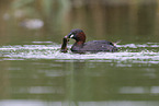 dabchick