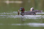 dabchick
