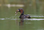 dabchick