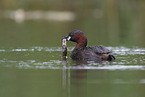 dabchick