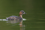 dabchick