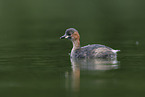 dabchick