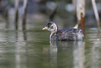 dabchick