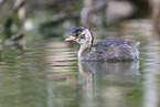 dabchick