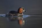 dabchick