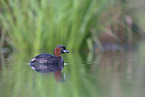 dabchick