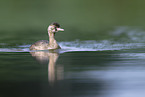 dabchick
