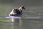 dabchick