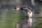 dabchick