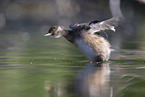 dabchick