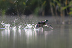dabchick