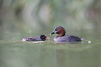 dabchick
