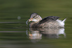 dabchick