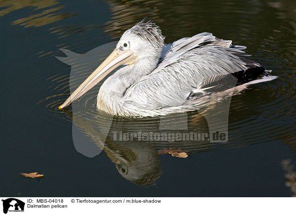 Dalmatian pelican / MBS-04018