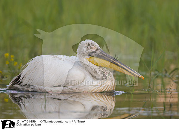 Dalmatian pelican / AT-01459