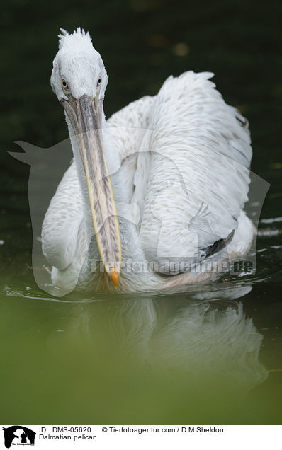 Dalmatian pelican / DMS-05620