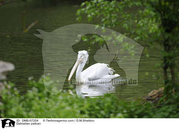 Krauskopfpelikan / Dalmatian pelican / DMS-07254
