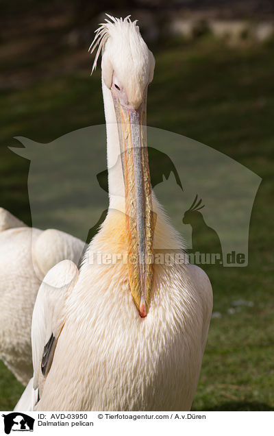 Dalmatian pelican / AVD-03950