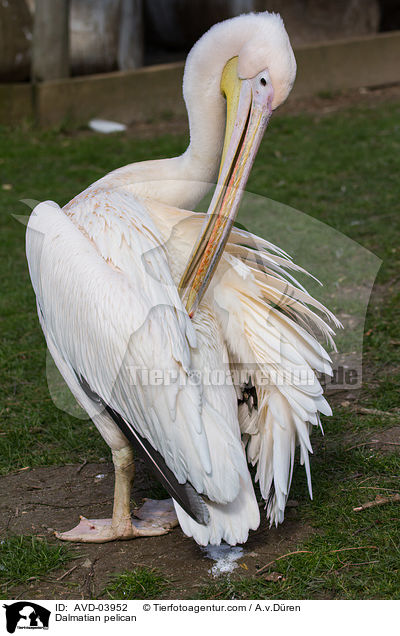 Dalmatian pelican / AVD-03952