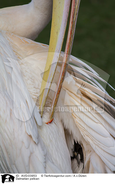 Dalmatian pelican / AVD-03953