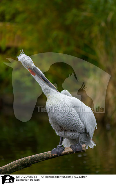 Dalmatian pelican / AVD-05053