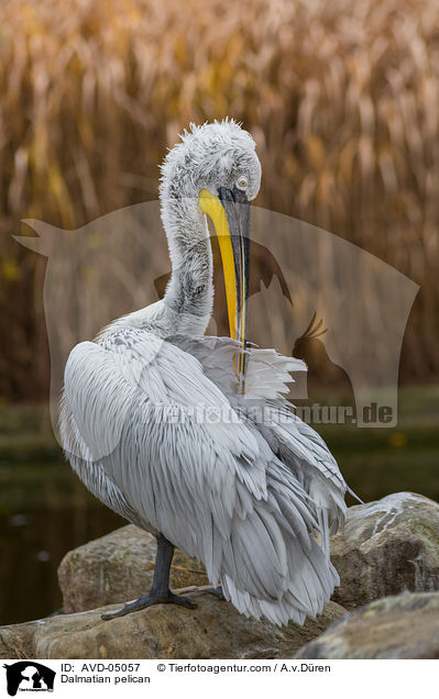Dalmatian pelican / AVD-05057