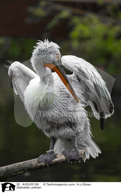 Krauskopfpelikan / Dalmatian pelican / AVD-05136