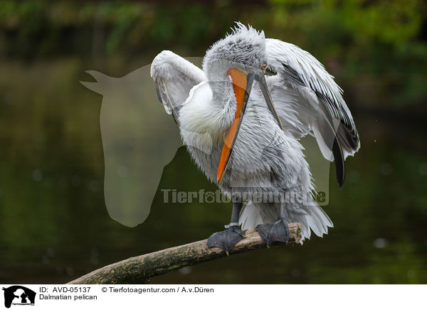 Krauskopfpelikan / Dalmatian pelican / AVD-05137