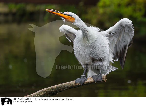 Dalmatian pelican / AVD-05139