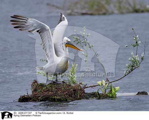 fliegender Krauskopfpelikan / flying Dalmatian Pelican / AXK-01137