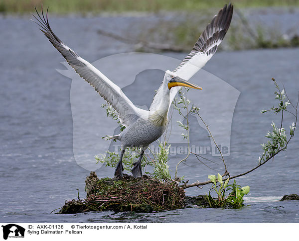 fliegender Krauskopfpelikan / flying Dalmatian Pelican / AXK-01138