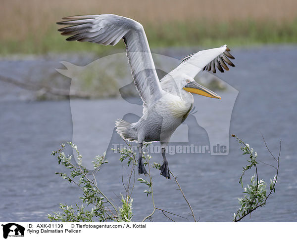 fliegender Krauskopfpelikan / flying Dalmatian Pelican / AXK-01139