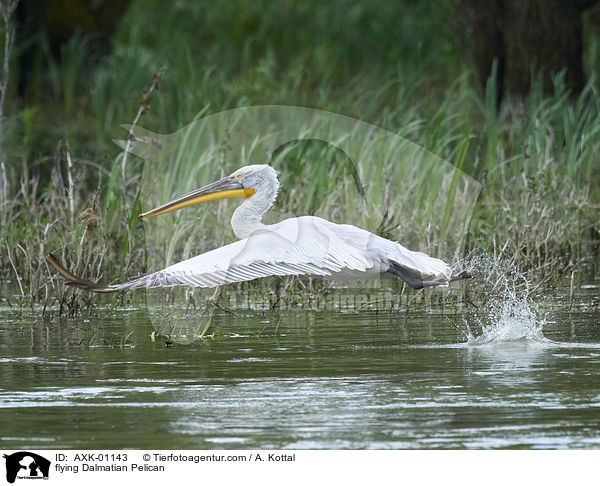 fliegender Krauskopfpelikan / flying Dalmatian Pelican / AXK-01143