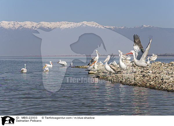 Dalmatian Pelicans / MBS-22003