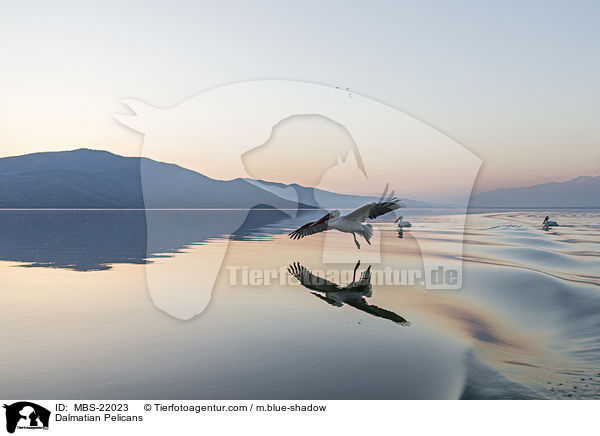 Krauskopfpelikane / Dalmatian Pelicans / MBS-22023