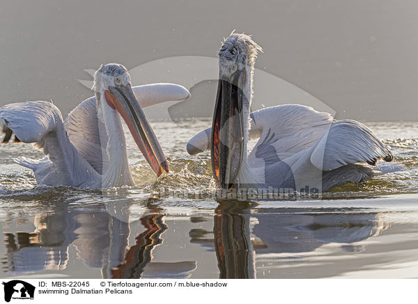 schwimmende Krauskopfpelikane / swimming Dalmatian Pelicans / MBS-22045