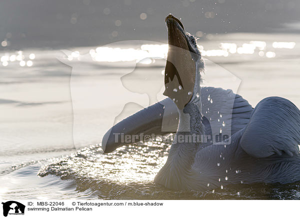 schwimmender Krauskopfpelikan / swimming Dalmatian Pelican / MBS-22046