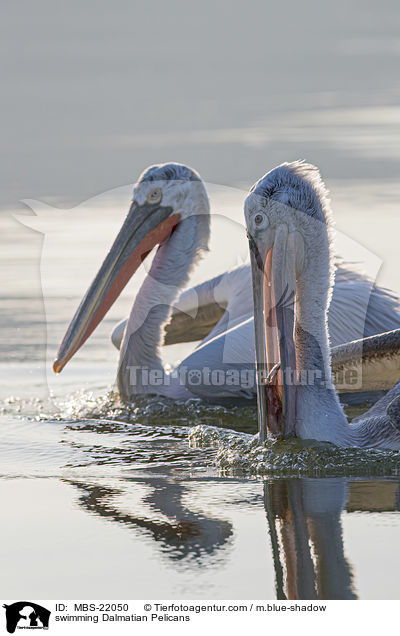 swimming Dalmatian Pelicans / MBS-22050