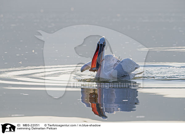 schwimmender Krauskopfpelikan / swimming Dalmatian Pelican / MBS-22051