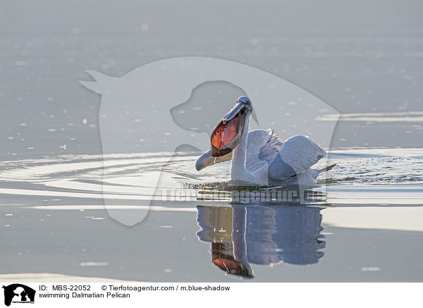 swimming Dalmatian Pelican / MBS-22052